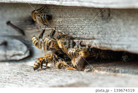 Western honey bees swarm around the entrance of their hive during a warm afternoon in a local garden showcasing their busy foraging behavior Western honey bees swarm around the entrance of their hive during a warm afternoon in a local garden showcasing their busy foraging behavior 139674319