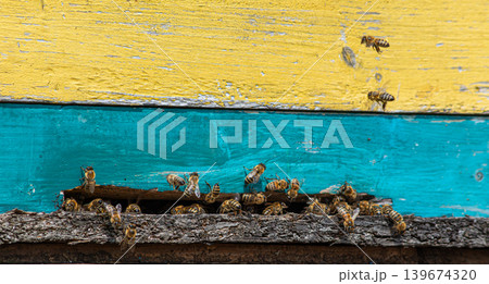 Western honey bees pollinating flowers and gathering nectar near a vibrant beehive on a sunny day in a lush garden 139674320