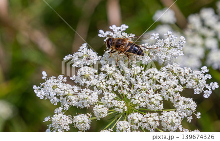 Eristalis tenax drone fly feeding on white flowers during a sunny afternoon in a garden environment Eristalis tenax drone fly feeding on white flowers during a sunny afternoon in a garden environment 139674326