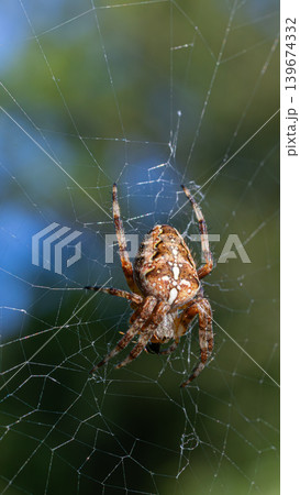 European garden spider weaving a delicate web against a blurred natural background during a sunny afternoon in a garden 139674332
