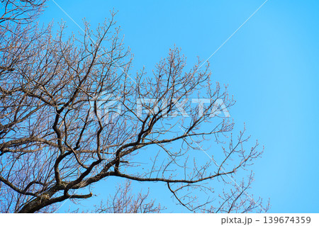 Tree branches with fresh buds sprouting on blue sky Tree branches with fresh buds sprouting on blue sky 139674359