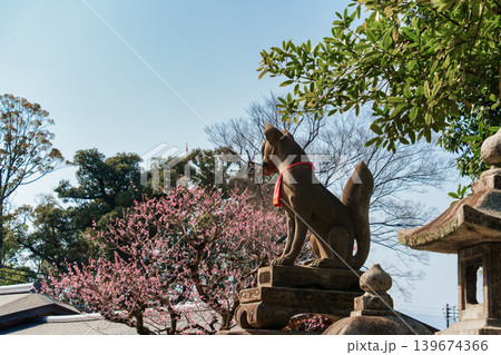 Inari fox statue with plum tree blooming in Japanese shrine 139674366