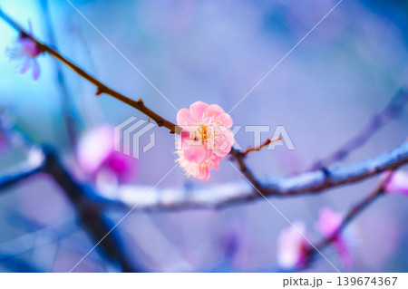 Cherry blossom sakura during spring in Japan 139674367