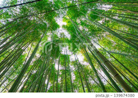 Arashiyama lush green bamboo grove forest in Kyoto, Japan 139674380