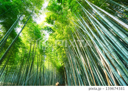 Arashiyama lush green bamboo grove forest in Kyoto, Japan 139674381