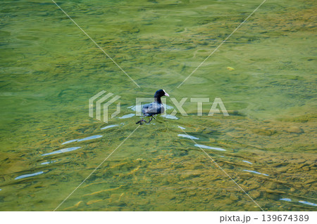Eurasian coot swimming peacefully on green lake water with stones Eurasian coot swimming peacefully on green lake water with stones 139674389