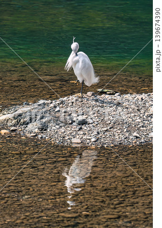 White egret standing on stone shore in peaceful green river scene White egret standing on stone shore in peaceful green river scene 139674390