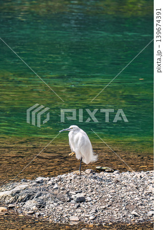 White egret standing on stone shore in peaceful green river scene White egret standing on stone shore in peaceful green river scene 139674391
