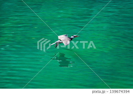 Cormorant or water bird flying over emerald water with reflection Cormorant or water bird flying over emerald water with reflection 139674394