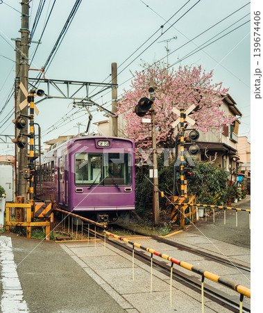 Randen train on railway with cherry blossom during spring at Kyoto Randen train on railway with cherry blossom during spring at Kyoto 139674406