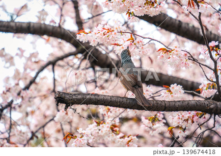 Bulbul bird perched and sipping nectar on cherry blossom or sakura tree blooming during springtime Bulbul bird perched and sipping nectar on cherry blossom or sakura tree blooming during springtime 139674418