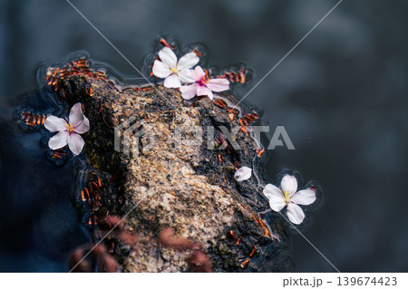 Sakura petal floating on water beside a stone Sakura petal floating on water beside a stone 139674423