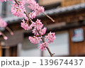Japanese cherry blossom or sakura flower blooming on tree branch Japanese cherry blossom or sakura flower blooming on tree branch 139674437