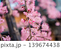 Japanese cherry blossom or sakura flower blooming on tree branch Japanese cherry blossom or sakura flower blooming on tree branch 139674438