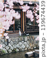 Grey Heron amidst cherry blossom by traditional japanese house and canal Grey Heron amidst cherry blossom by traditional japanese house and canal 139674439