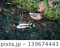 Mallard duck pair resting in clear stream Mallard duck pair resting in clear stream 139674443