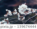 Cherry blossom or Sakura blooming on twig during springtime Cherry blossom or Sakura blooming on twig during springtime 139674444
