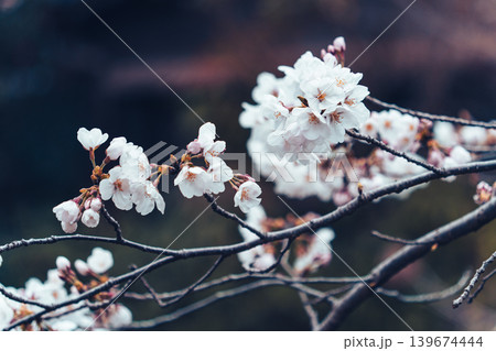 Cherry blossom or Sakura blooming on twig during springtime Cherry blossom or Sakura blooming on twig during springtime 139674444
