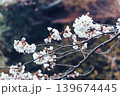 Cherry blossom or Sakura blooming on twig during springtime Cherry blossom or Sakura blooming on twig during springtime 139674445
