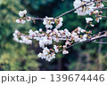 Cherry blossom or Sakura blooming on twig during springtime Cherry blossom or Sakura blooming on twig during springtime 139674446