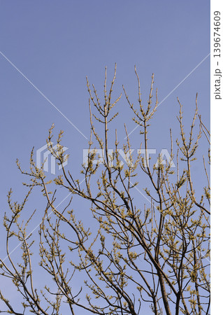 Common ash 139674609