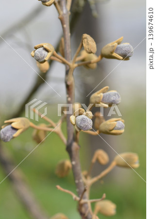 Princess Tree Flower Buds on Branch Princess Tree Flower Buds on Branch 139674610