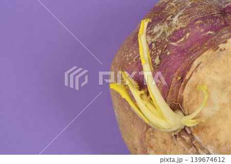 Sprouting Rutabaga Root on Purple Background Sprouting Rutabaga Root on Purple Background 139674612