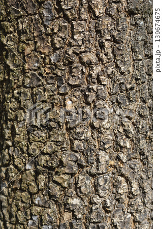 Common ash 139674675