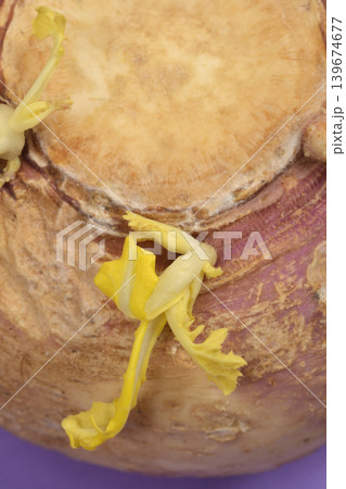 Close Up of Sprouting Rutabaga with Yellow Shoots Close Up of Sprouting Rutabaga with Yellow Shoots 139674677