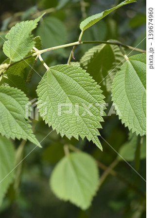 False nettle 139674960