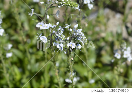 Gentian Speedwell Flowers in a Sunny Garden Gentian Speedwell Flowers in a Sunny Garden 139674999