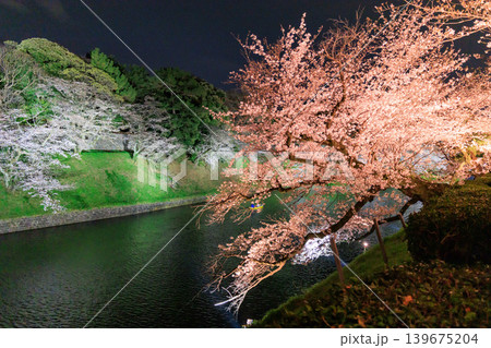 千鳥ヶ淵緑道の桜ライトアップ 千鳥ヶ淵緑道の桜ライトアップ 139675204