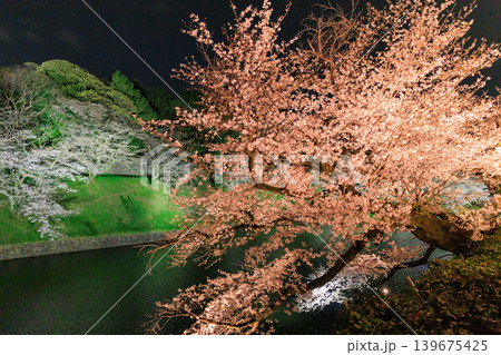千鳥ヶ淵緑道の桜ライトアップ 139675425