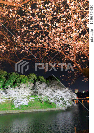 ライトアップされた千鳥ヶ淵の夜桜 ライトアップされた千鳥ヶ淵の夜桜 139675436