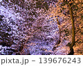 千鳥ヶ淵緑道の夜桜トンネル 139676243