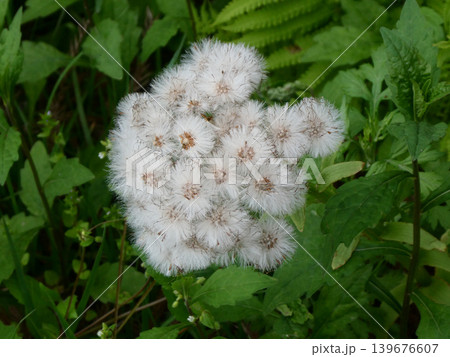 フキノトウの雌花で成長して背が高くなり白い綿毛ができてタンポポのように風に舞う フキノトウの雌花で成長して背が高くなり白い綿毛ができてタンポポのように風に舞う 139676607
