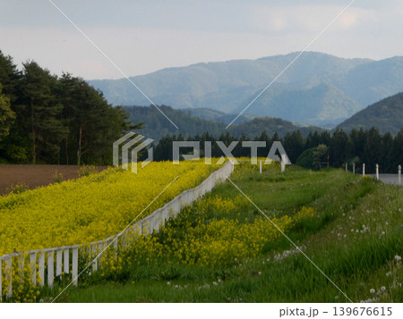 小岩井農場の菜の花畑とデントコーンを植える耕された土 小岩井農場の菜の花畑とデントコーンを植える耕された土 139676615