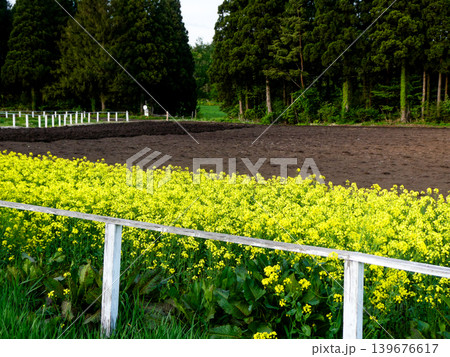 小岩井農場の菜の花畑とデントコーンを植える耕された土 小岩井農場の菜の花畑とデントコーンを植える耕された土 139676617