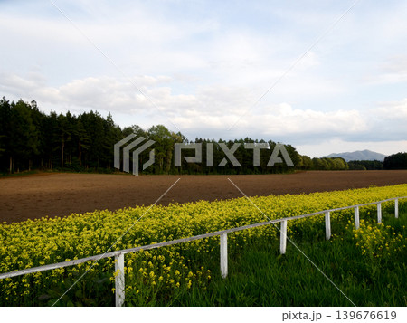 小岩井農場の菜の花畑とデントコーンを植える耕された土 139676619