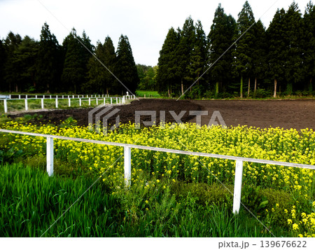 小岩井農場の菜の花畑とデントコーンを植える耕された土 139676622