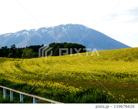 小岩井農場の菜の花畑と岩手山の青い影 139676626
