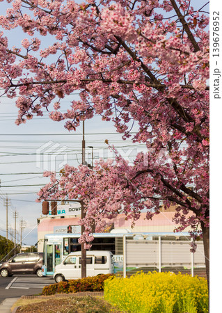春の街を彩る満開の河津桜と菜の花の風景 139676952