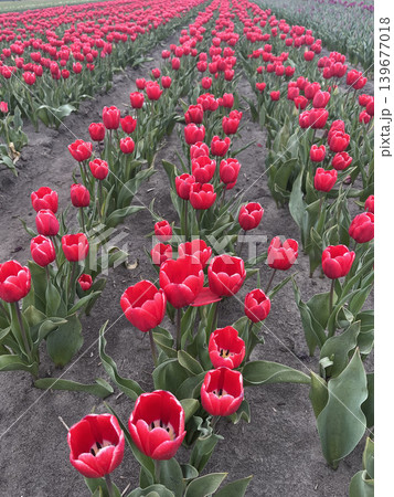Vibrant red tulip rows in field with strong perspective and endless floral growth 139677018