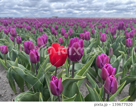 Red tulip standing out among purple field under cloudy sky, vibrant contrast and individuality Red tulip standing out among purple field under cloudy sky, vibrant contrast and individuality 139677020