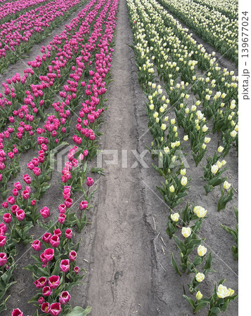 Colorful tulip rows with central path, vibrant field perspective and floral symmetry Colorful tulip rows with central path, vibrant field perspective and floral symmetry 139677024
