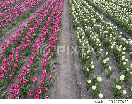 Colorful tulip rows with central dirt path, strong perspective and vibrant floral symmetry 139677025