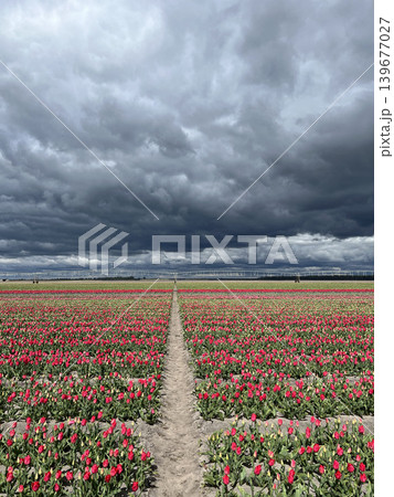 Red tulip field with central path under dramatic cloudy sky, wide perspective and symmetry Red tulip field with central path under dramatic cloudy sky, wide perspective and symmetry 139677027