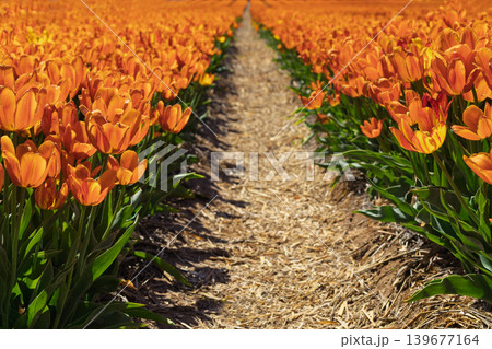 Vibrant Orange Tulip Field with Path Vibrant Orange Tulip Field with Path 139677164