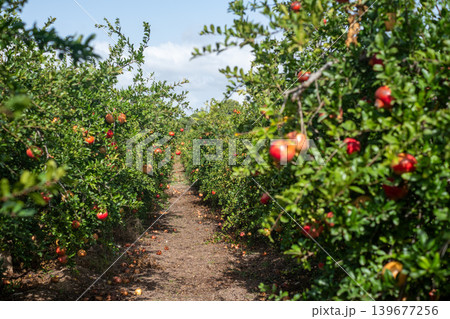 Lush pomegranate orchard pathway with vibrant red fruits under blue sky Lush pomegranate orchard pathway with vibrant red fruits under blue sky 139677256