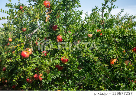 Lush pomegranate orchard with ripening fruit under clear blue sky 139677257